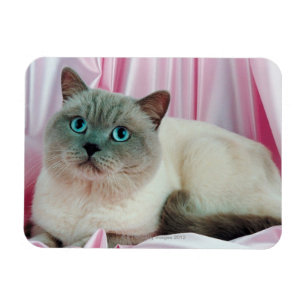 Portret van kat 4 magneet