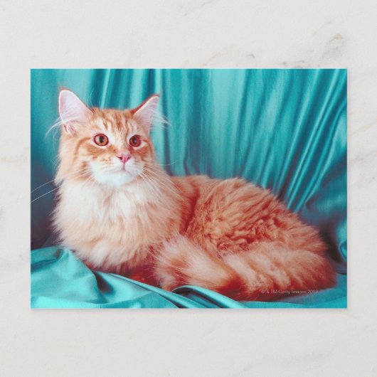 Portret van kat briefkaart (Voorkant)