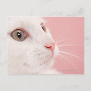 Portret van kat briefkaart