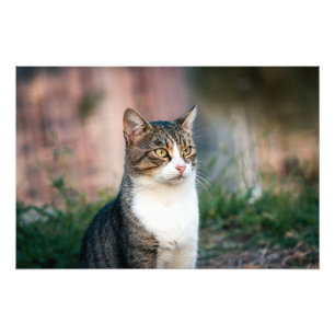 Portret van kat foto afdruk