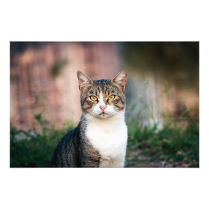 Portret van kat foto afdruk