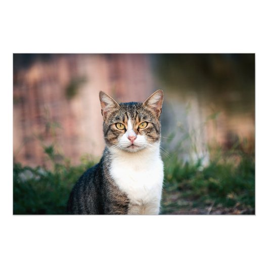 Portret van kat foto afdruk (Voorkant)