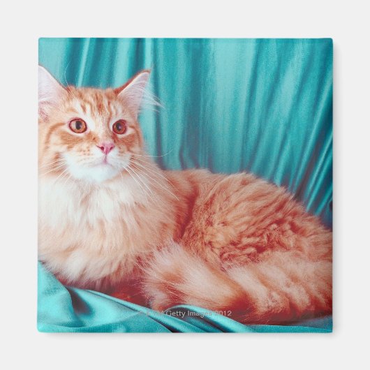 Portret van kat magneet (Voorkant)