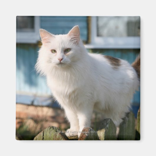 Portret van kat op hek magneet (Voorkant)