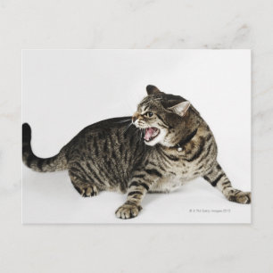 Portret van katten die sissen briefkaart