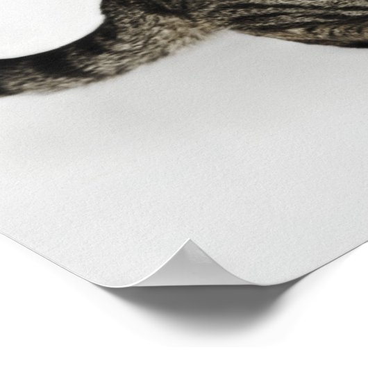 Portret van katten die sissen poster (Hoek)