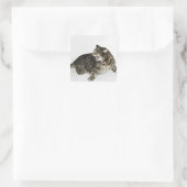 Portret van katten die sissen vierkante sticker (Tas)