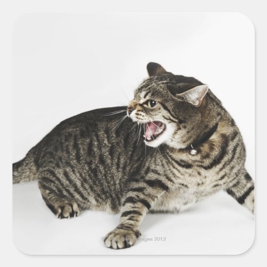 Portret van katten die sissen vierkante sticker (Voorkant)