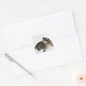 Portret van katten die sissen vierkante sticker (Envelop)