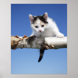 Portret van Kitten Poster