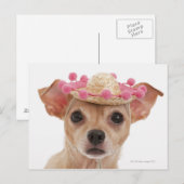 Portret van kleine hond in sombrero briefkaart (Voorkant / Achterkant)