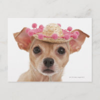 Portret van kleine hond in sombrero