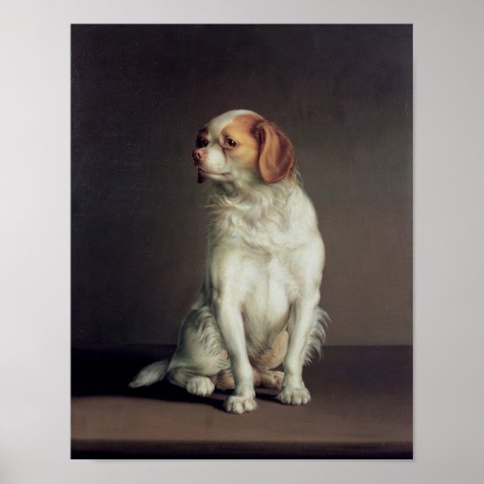 Portret van koning Charles Spaniel Poster (Voorkant)