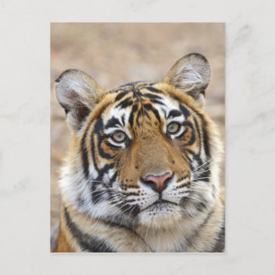 Portret van Koninklijke Bengaalse Tijger, Ranthamb Briefkaart