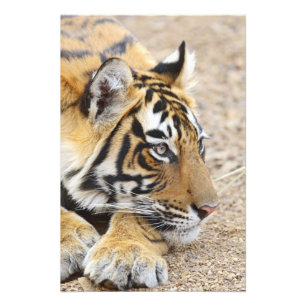 Portret van Koninklijke Bengaalse Tijger, Ranthamb Foto Afdruk