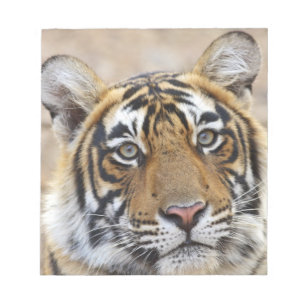 Portret van Koninklijke Bengaalse Tijger, Ranthamb Notitieblok