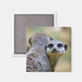 Portret van kratten of suricaten magneet (Voorkant / Achterkant)