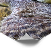 Portret van kratten of suricaten poster (Hoek)