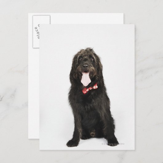 Portret van Labradoedle-hond Briefkaart (Voorkant / Achterkant)
