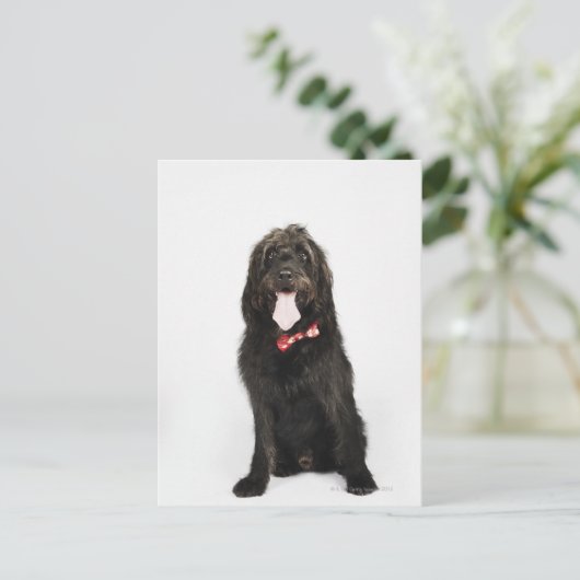 Portret van Labradoedle-hond Briefkaart (Staand voorkant)