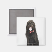 Portret van Labradoedle-hond Magneet (Voorkant / Achterkant)