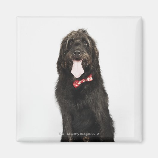 Portret van Labradoedle-hond Magneet (Voorkant)
