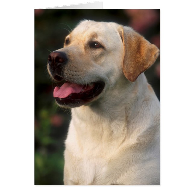 Portret van Labrador Retriever, Hilton (Voorkant)