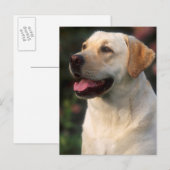 Portret van Labrador Retriever, Hilton Briefkaart (Voorkant / Achterkant)