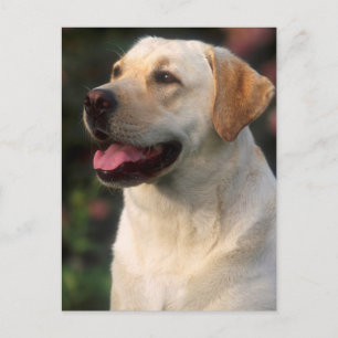 Portret van Labrador Retriever, Hilton Briefkaart
