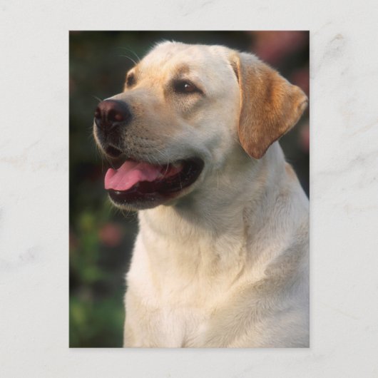 Portret van Labrador Retriever, Hilton Briefkaart (Voorkant)
