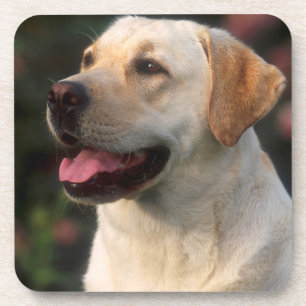 Portret van Labrador Retriever, Hilton Drankjes Onderzetter