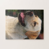 Portret van labrador retriever, Hilton Legpuzzel (Horizontaal)
