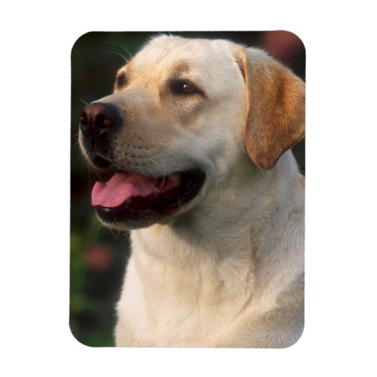 Portret van Labrador Retriever, Hilton Magneet (Verticaal)