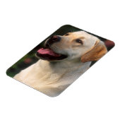 Portret van Labrador Retriever, Hilton Magneet (Linkerzijde)