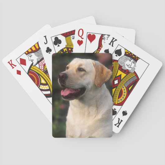 Portret van Labrador Retriever, Hilton Pokerkaarten (Achterkant)