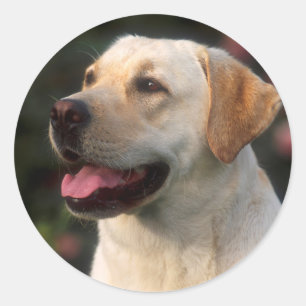 Portret van Labrador Retriever, Hilton Ronde Sticker