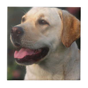 Portret van labrador retriever, Hilton Tegeltje
