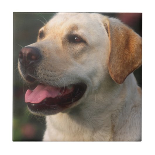 Portret van labrador retriever, Hilton Tegeltje (Voorkant)