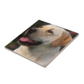 Portret van labrador retriever, Hilton Tegeltje (Zijkant)