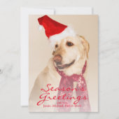 Portret van Labradors retriever met kerstmuts Feestdagenkaart (Voorkant)