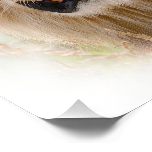 Portret van leeuw foto afdruk (Hoek)