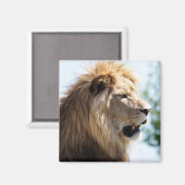 Portret van leeuw gezien uit profiel magneet (Voorkant / Achterkant)