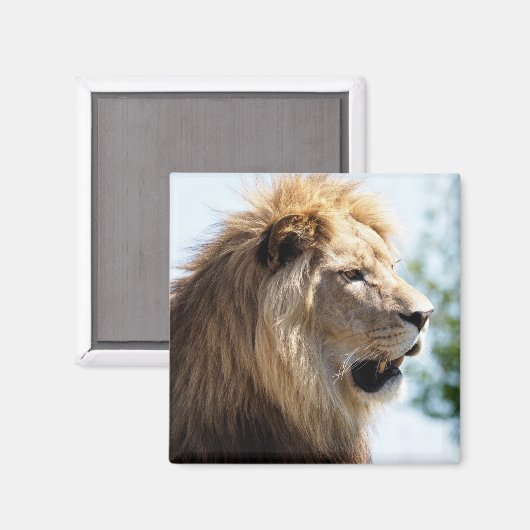 Portret van leeuw gezien uit profiel magneet (Voorkant / Achterkant)