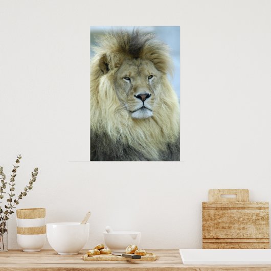 Portret van leeuw poster (Keuken)