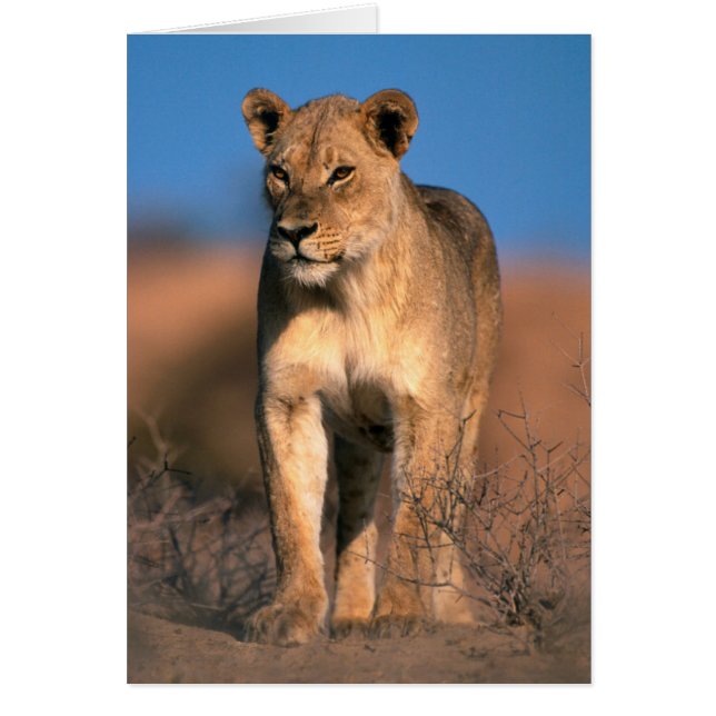 Portret van Leeuwin (Panthera Leo) (Voorkant)