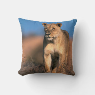 Portret van Leeuwin (Panthera Leo) Kussen