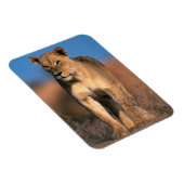Portret van Leeuwin (Panthera Leo) Magneet (Rechterzijde)