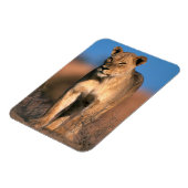 Portret van Leeuwin (Panthera Leo) Magneet (Linkerzijde)
