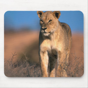 Portret van Leeuwin (Panthera Leo) Muismat
