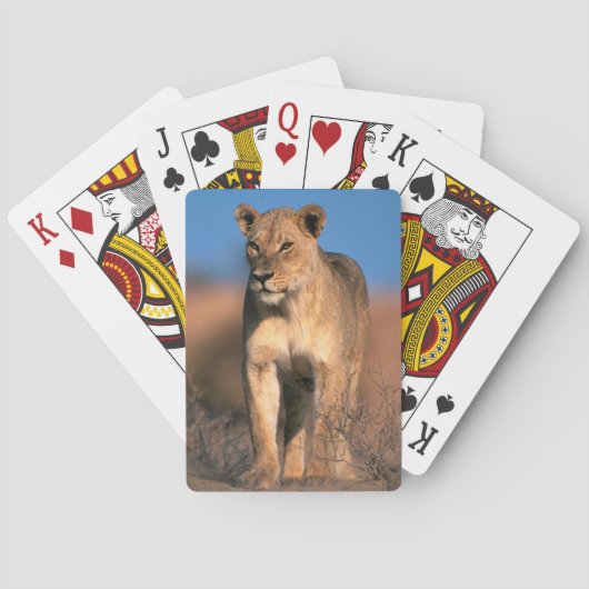 Portret van Leeuwin (Panthera Leo) Speelkaarten (Achterkant)